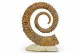 Early Devonian Ammonoid (Anetoceras) - Tazarine, Morocco #320850-1